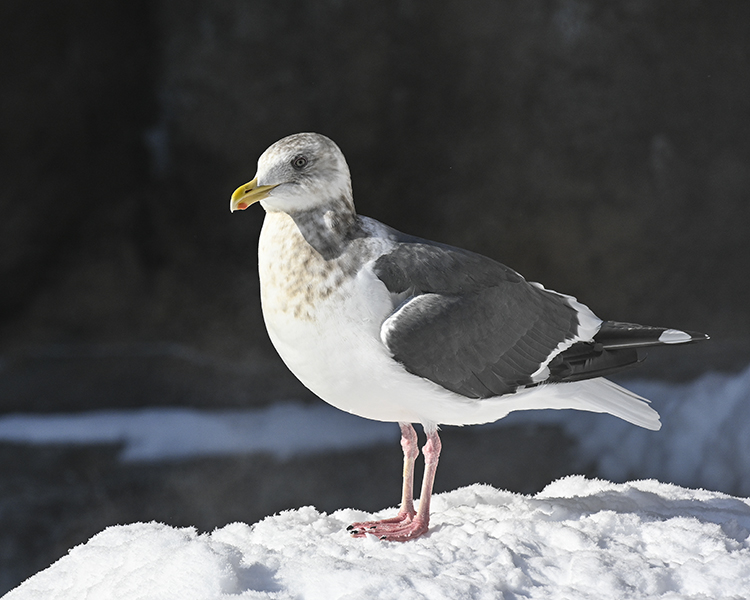 Wildlife in Japan