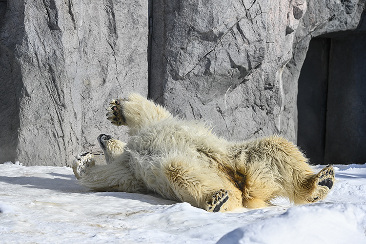 Wildlife in Japan