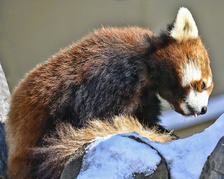 Wildlife in Japan