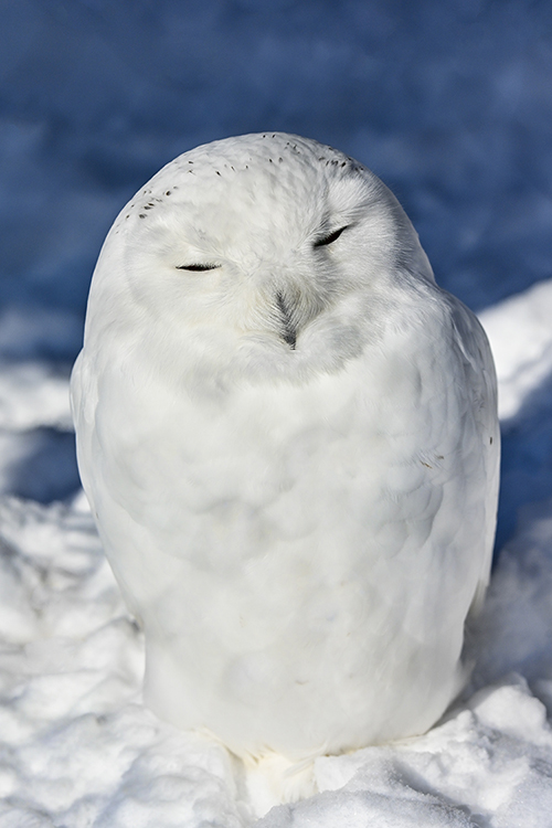 Wildlife in Japan