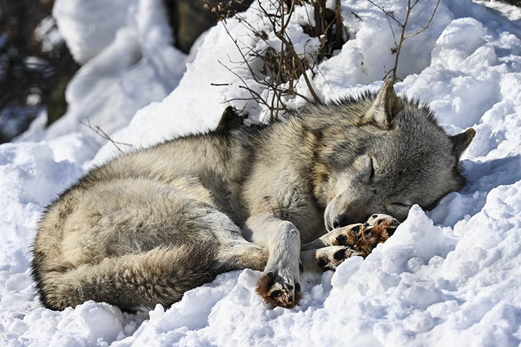 Wildlife in Japan