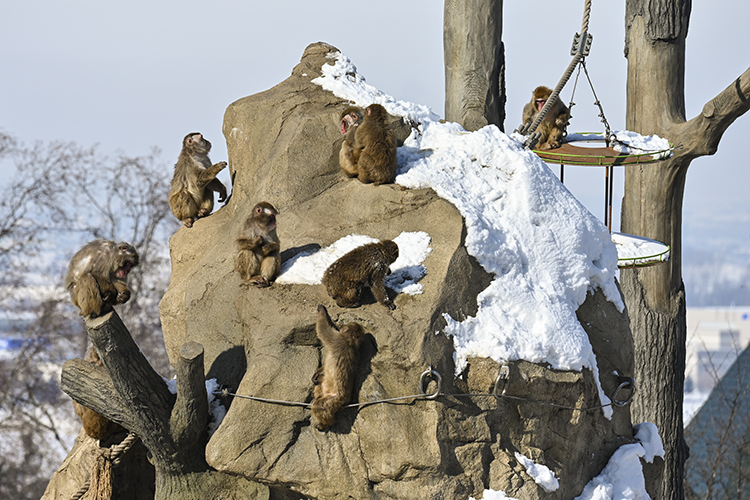 Wildlife in Japan