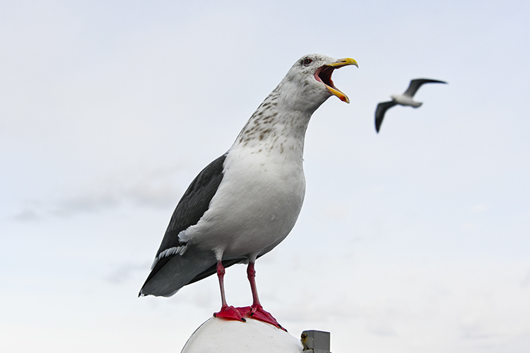 Wildlife in Japan