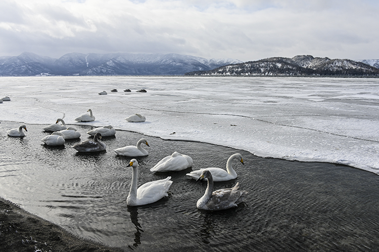 Wildlife in Japan