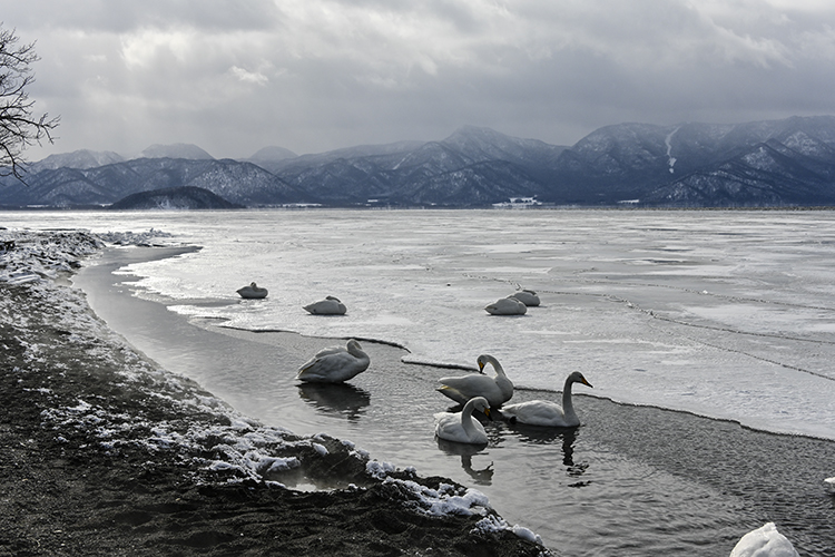 Wildlife in Japan