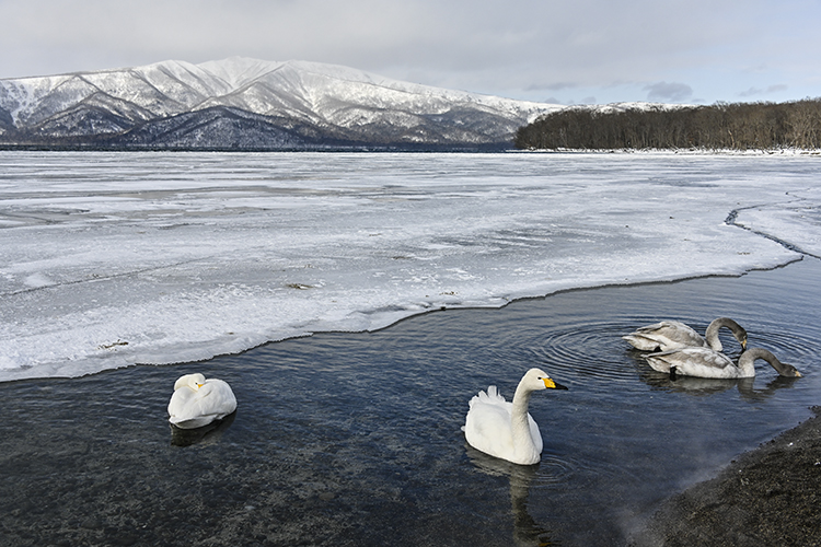 Wildlife in Japan