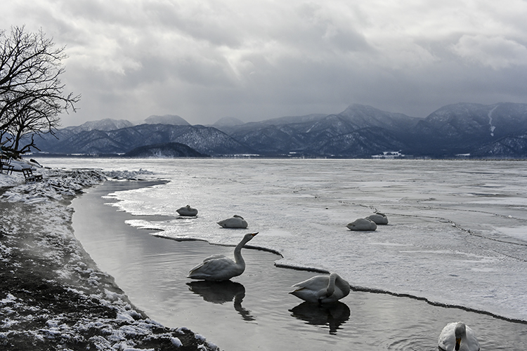 Wildlife in Japan