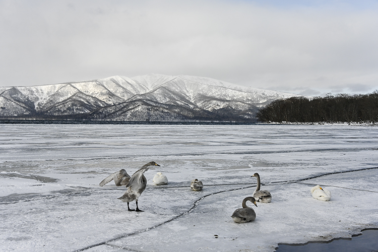 Wildlife in Japan