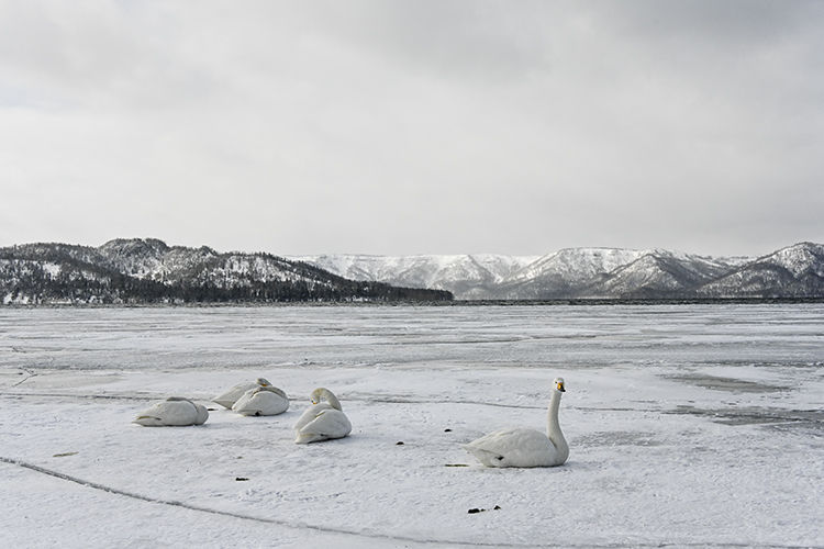 Wildlife in Japan