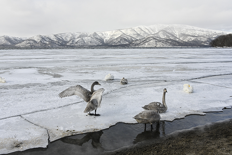 Wildlife in Japan