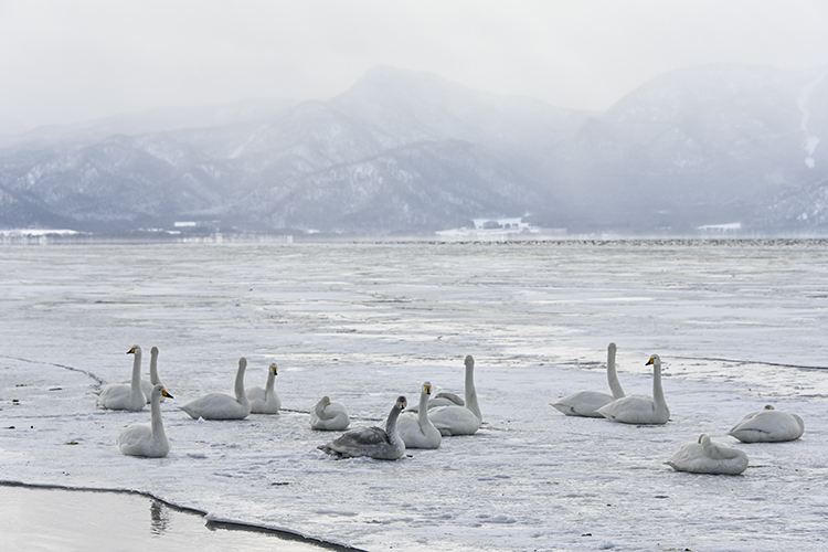 Wildlife in Japan