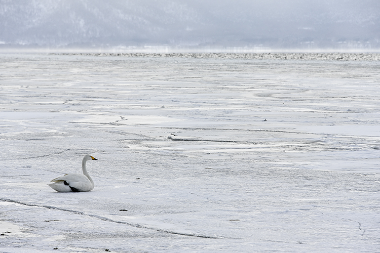 Wildlife in Japan