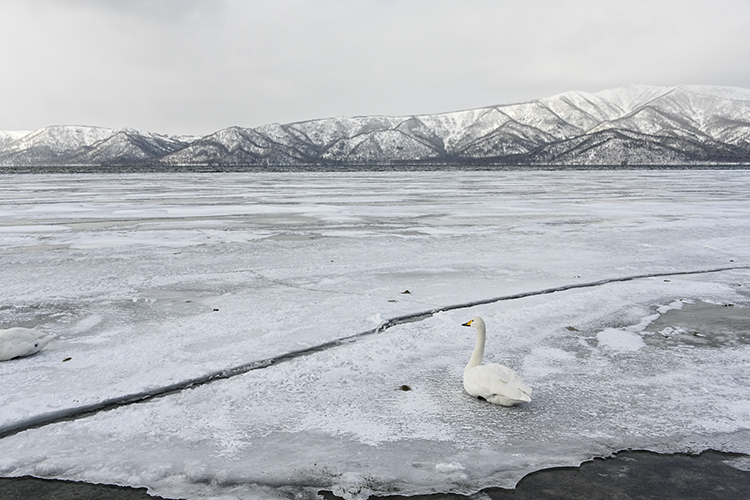 Wildlife in Japan