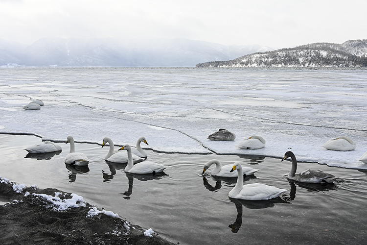 Wildlife in Japan