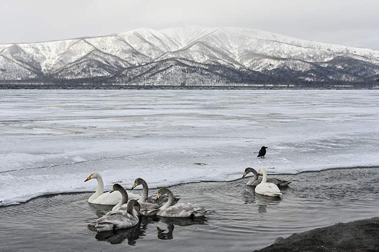 Wildlife in Japan