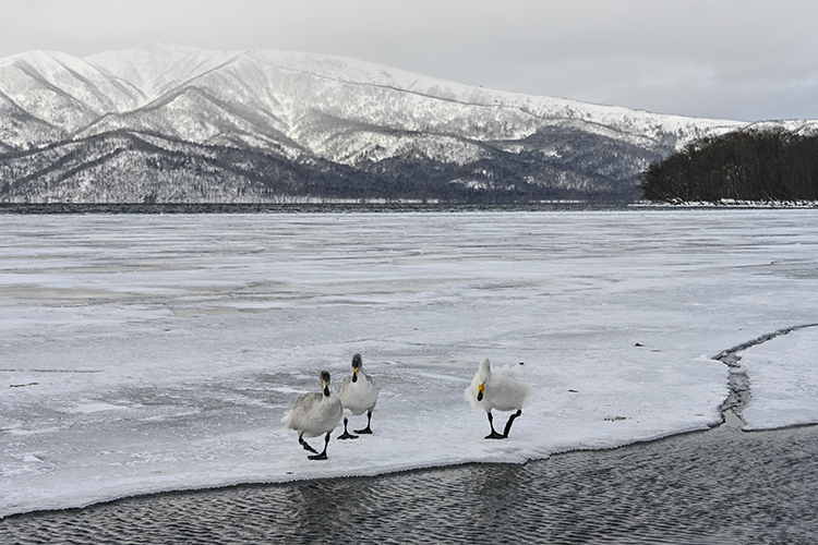 Wildlife in Japan