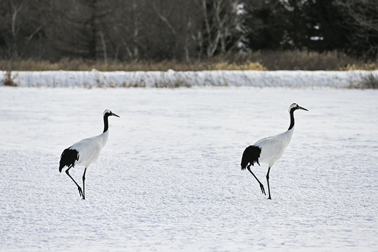 Wildlife in Japan