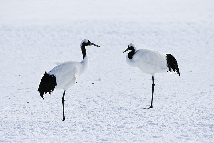 Wildlife in Japan