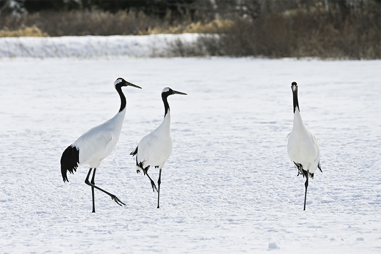 Wildlife in Japan