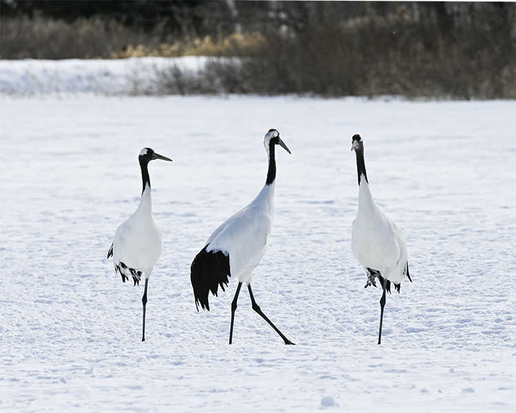 Wildlife in Japan