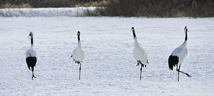 Wildlife in Japan