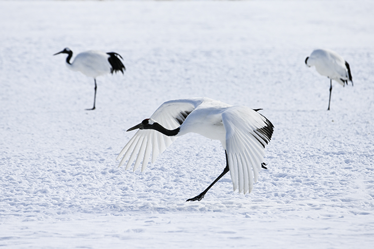 Wildlife in Japan