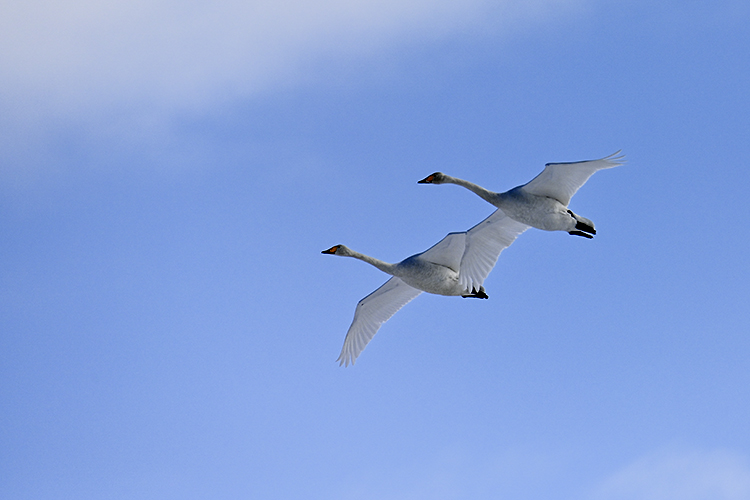 Wildlife in Japan