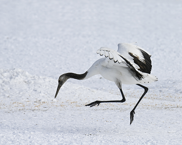 Wildlife in Japan