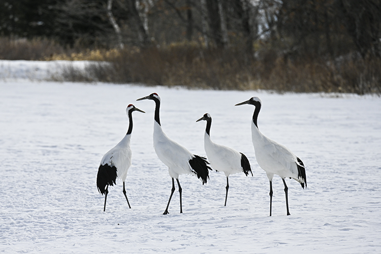 Wildlife in Japan