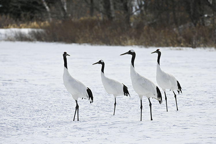 Wildlife in Japan