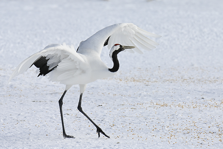 Wildlife in Japan