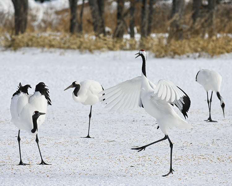 Wildlife in Japan