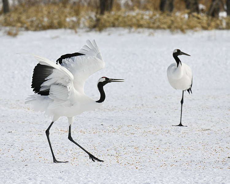 Wildlife in Japan