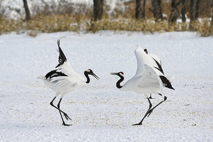 Wildlife in Japan