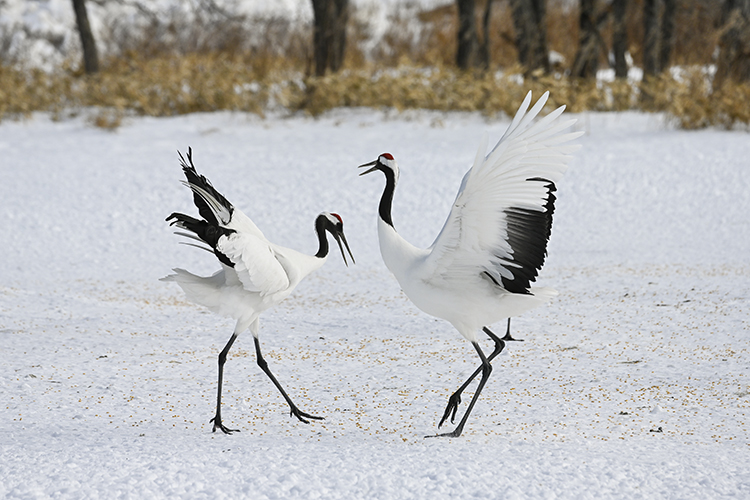 Wildlife in Japan