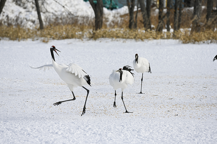 Wildlife in Japan