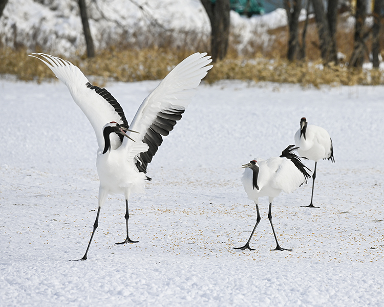 Wildlife in Japan