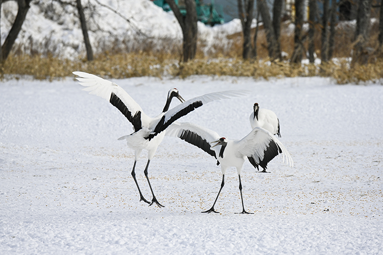 Wildlife in Japan