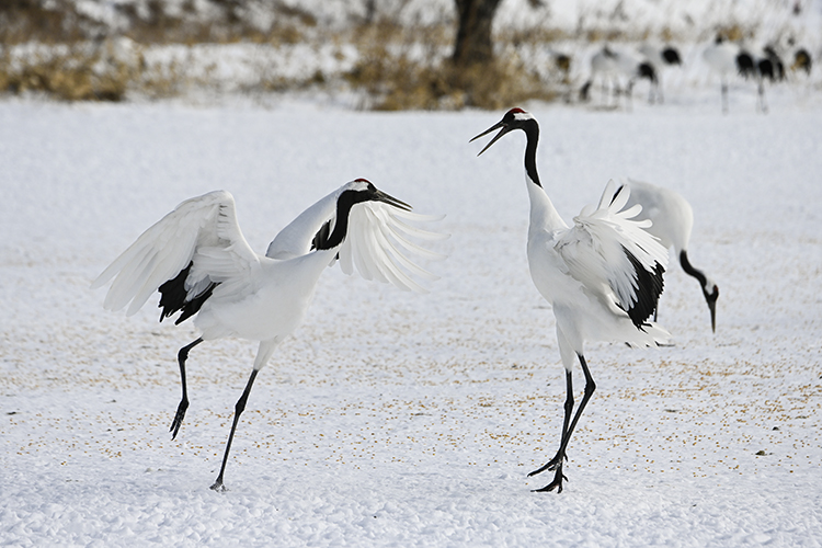 Wildlife in Japan