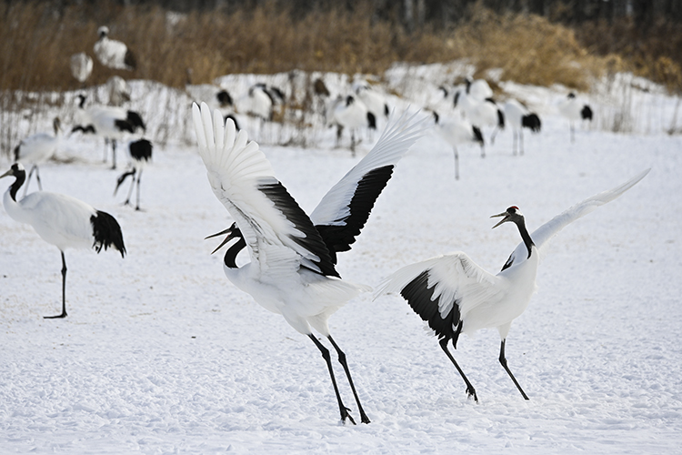 Wildlife in Japan