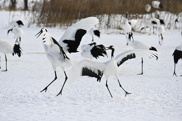 Wildlife in Japan