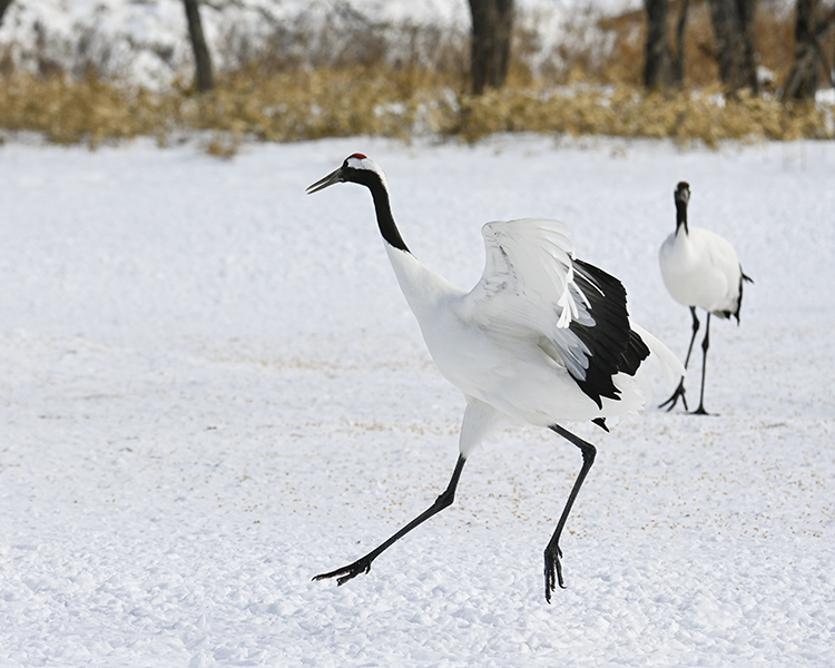 Wildlife in Japan