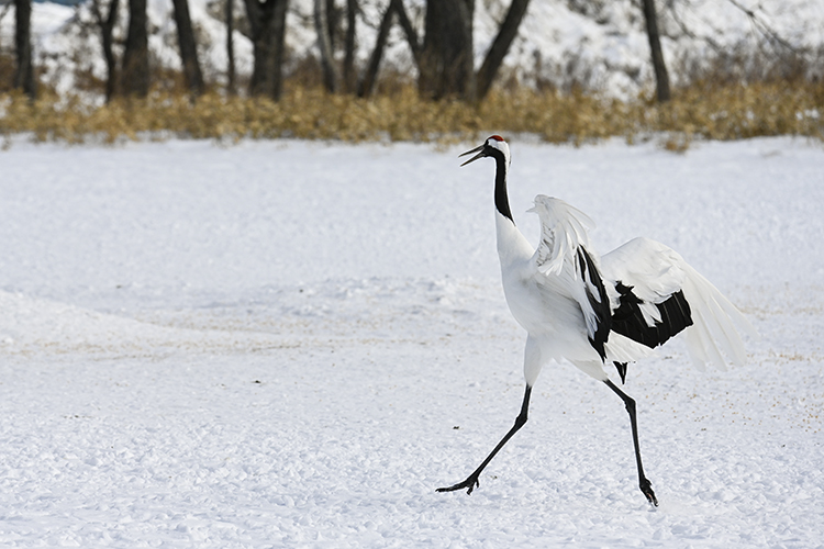 Wildlife in Japan