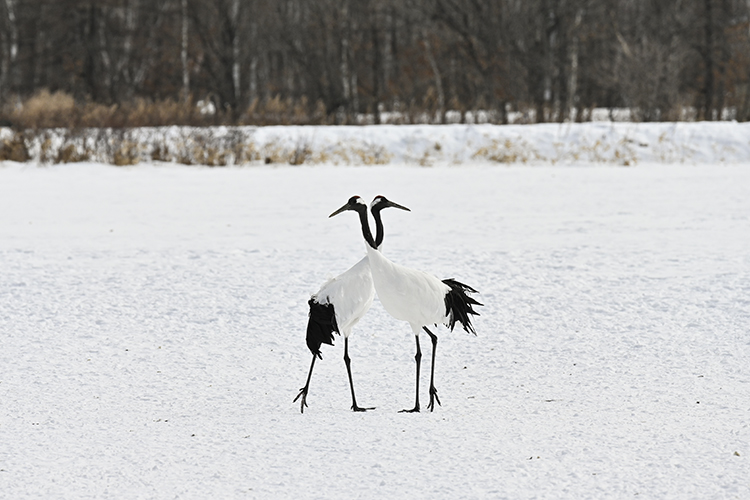 Wildlife in Japan