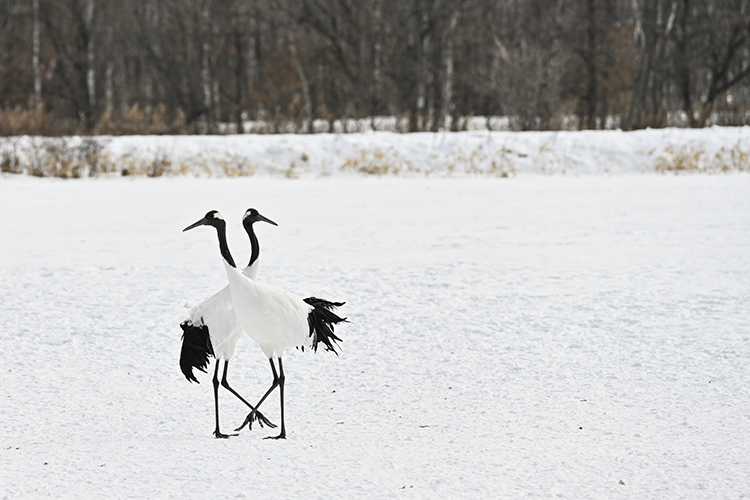 Wildlife in Japan