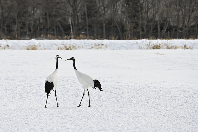 Wildlife in Japan