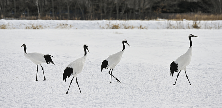 Wildlife in Japan