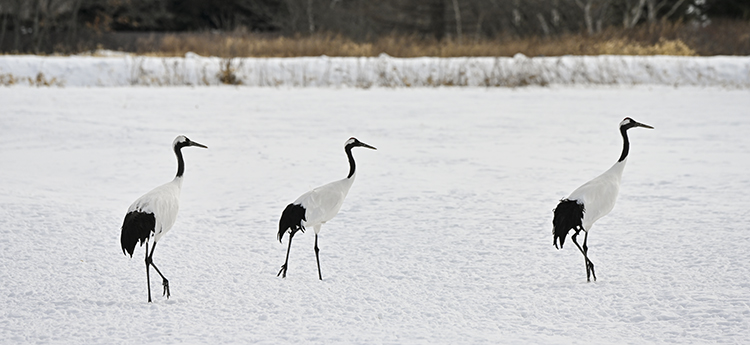 Wildlife in Japan