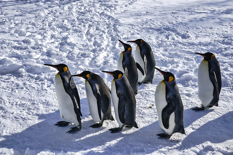 Wildlife in Japan