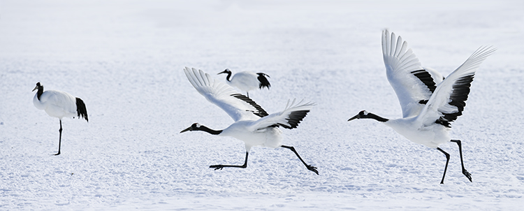 Wildlife in Japan